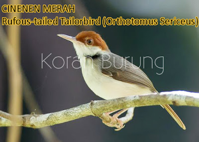 Macam - Macam Burung Cinenen Yang Ada Di Indonesia. burung kecil pemakan serangga yang sering disebut dengan prenjak mempunyai kekerabatan den Macam - Macam Burung Cinenen Yang Ada Di Indonesia.