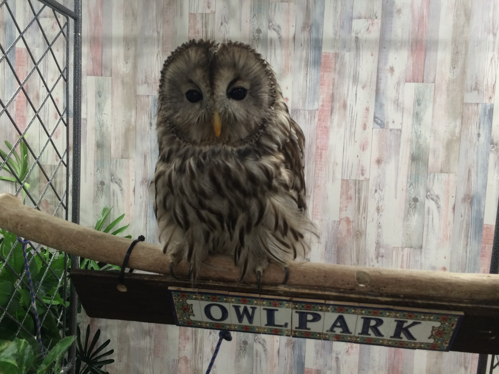 Tokyo Pet Cafes Owl Park Ikebukuro ふくろうカフェ池袋 あうるぱーく Portal Bj