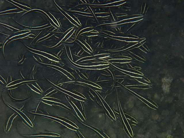 Plotosus lineatus Plotosus lineatus