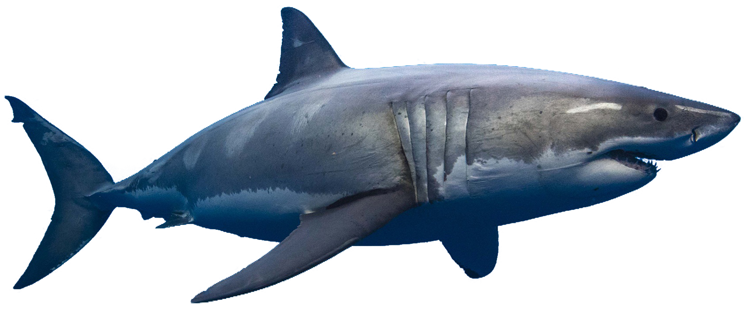 15+ Shark Transparent Images| Shark Transparent Background Images