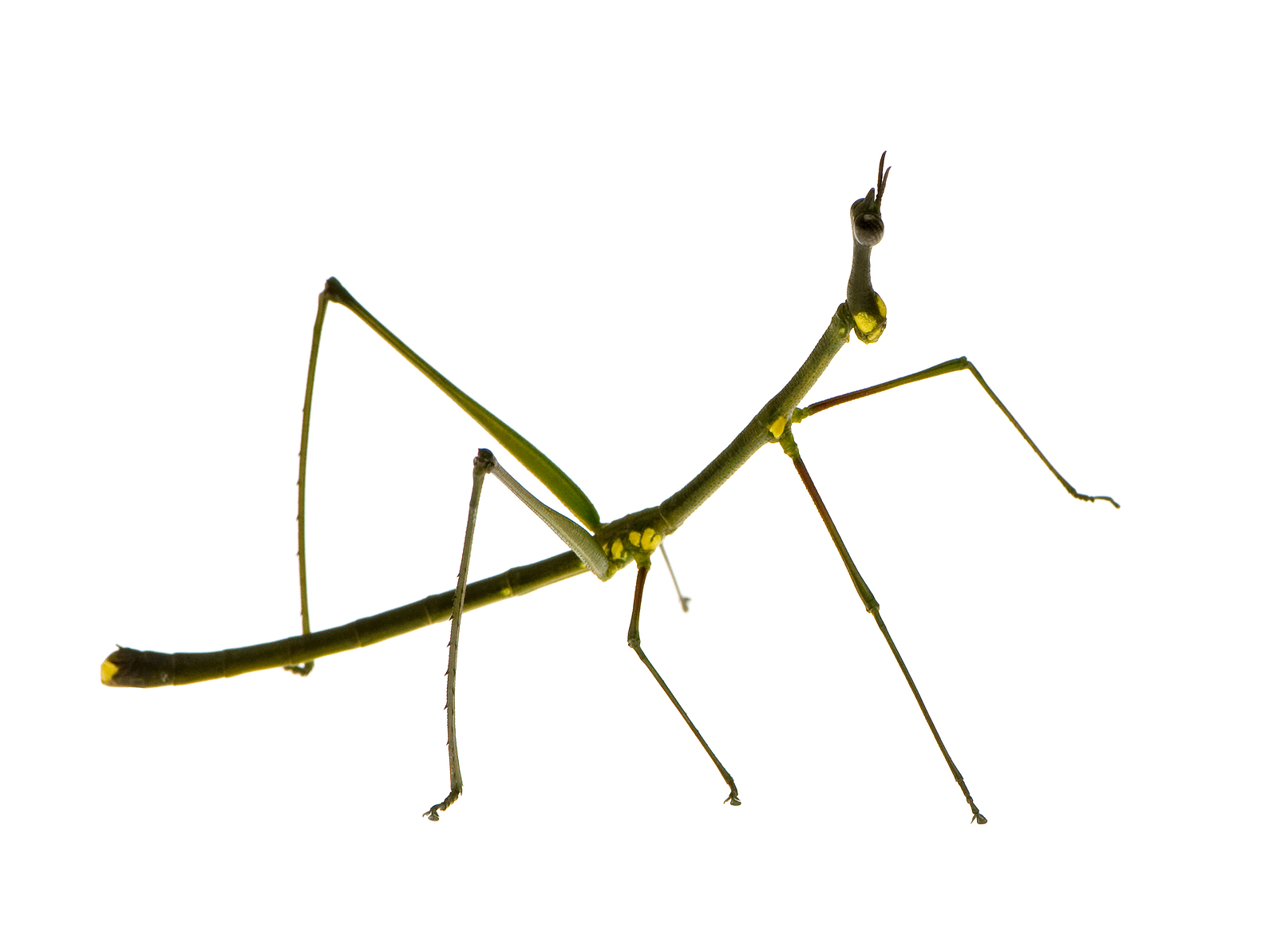 Daily Science Fact Do stick insects sleep? MooMooMath and Science