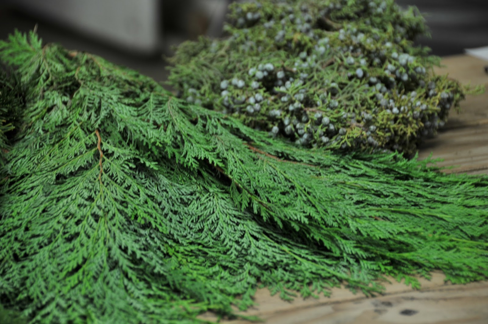 Your Guide to an Evergreen Christmas - Cultivation Of Crops