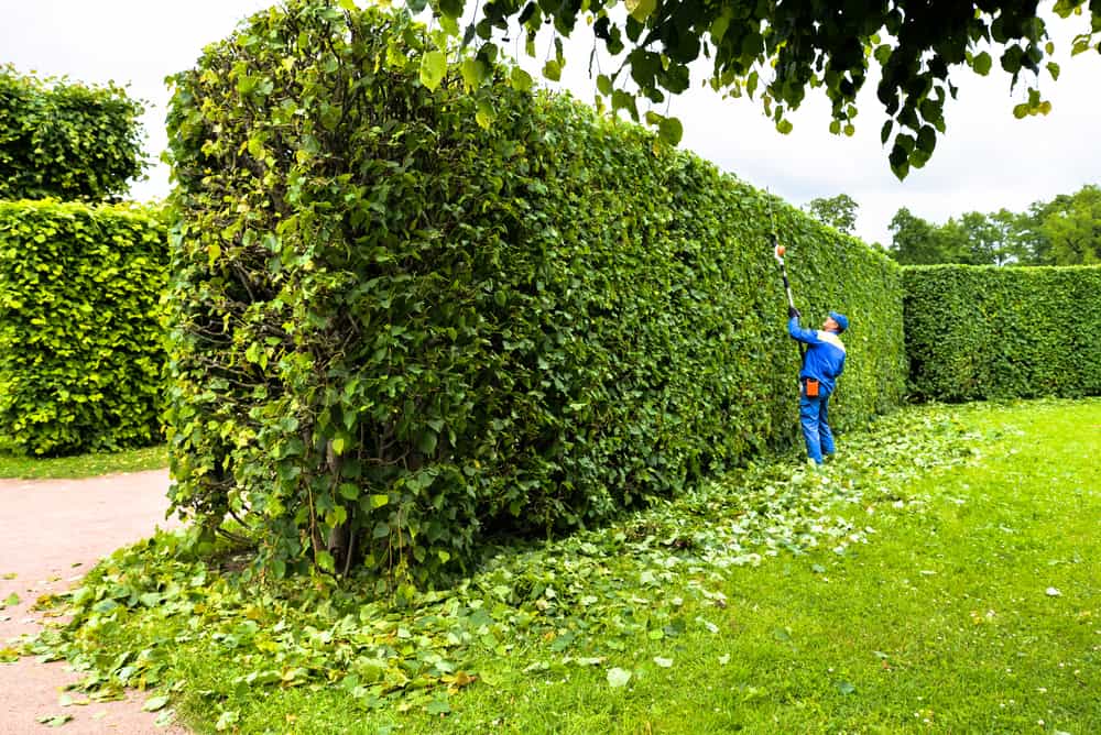 Best Hedge Trimmer With Extension Pole - Best Hedge Trimmer