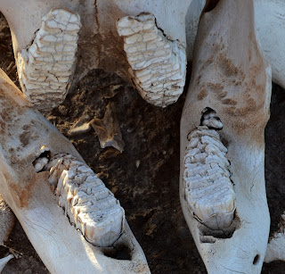 Genç bir Afrika savan filinin azı dişlerinin yakından görünüşü.