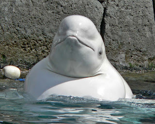 Vancouver Akvaryumu'nda bir beyaz balina.