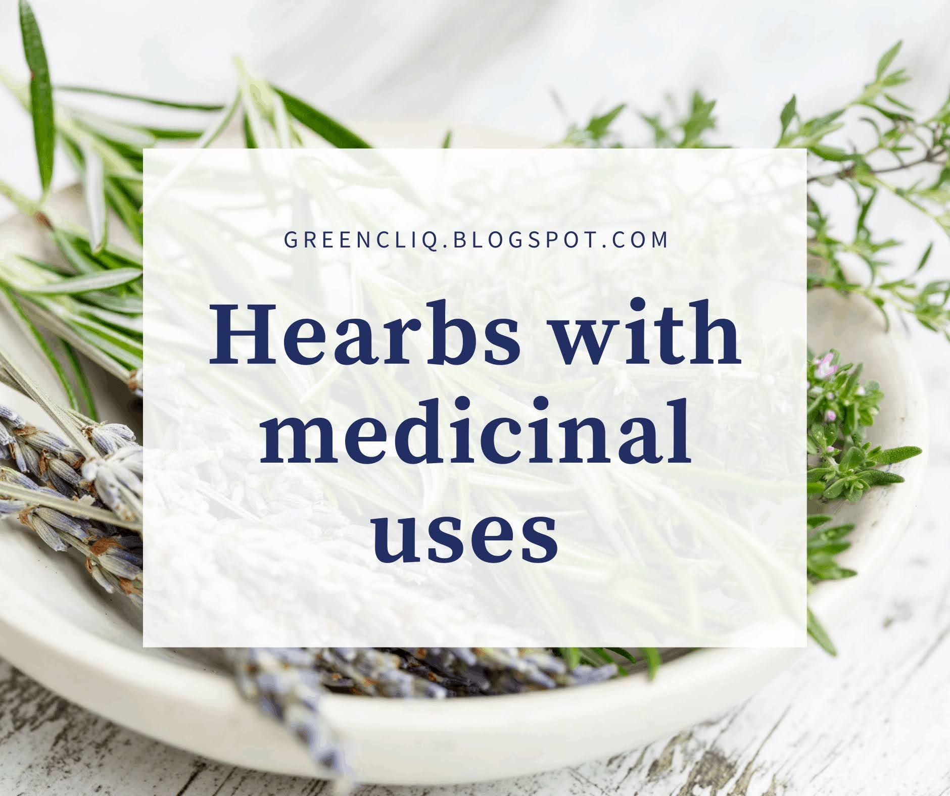 100 COMMON HERBS AND THEIR MEDICINAL USES