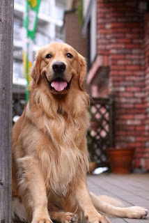 senior golden retriever, golden retriever, dog photography, 