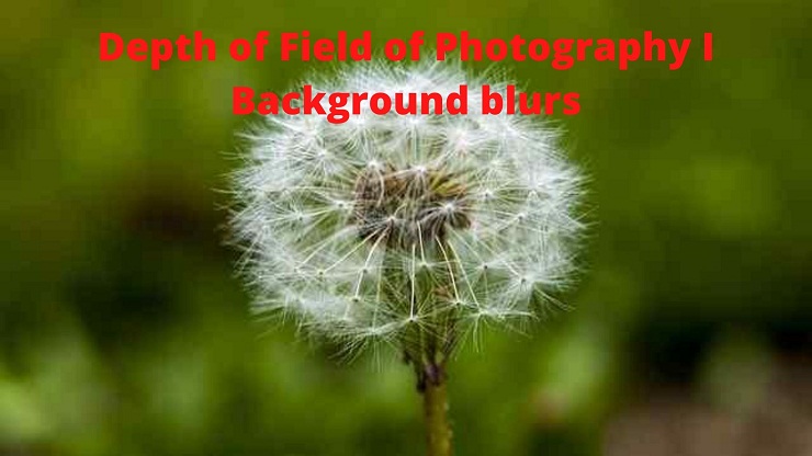 Depth of Field of Photography for Beginners I Background blurs