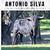 Novilhos de Veiga Teixeira e António Silva em Boujan (França)