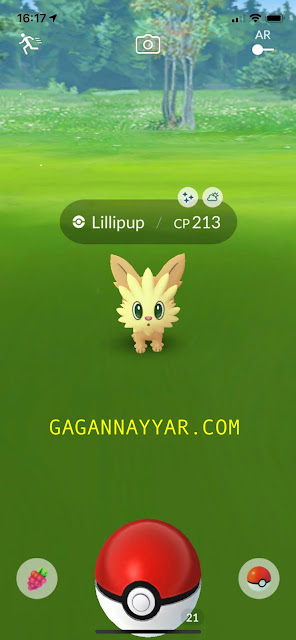 Un Lillipup brillant dans Pokemon GO? Quand évolue-t-il?