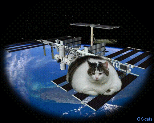 Art Cat GIF • “Houston, we have a problem! A fat cat is going to...BOOM! Space mission over...” Art Cat GIF • “Houston, we have a problem! A fat cat is going to...BOOM! Space mission over...”