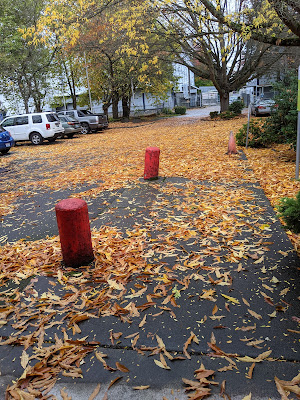 Parking lot, lots of leaves on the ground, large tree, large red parking barriers