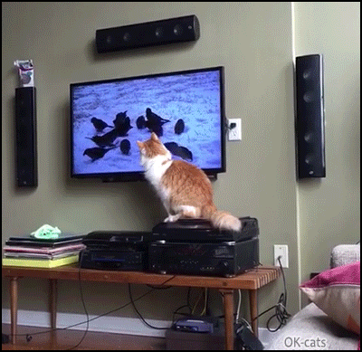 Amazing Cat GIF • Cats are magic! They can scare birds even on TV screen