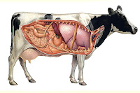 Sakatat, ineğin iç organ etleri
