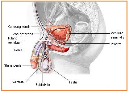Ecografie glanda tiroida (tiroidiana)
