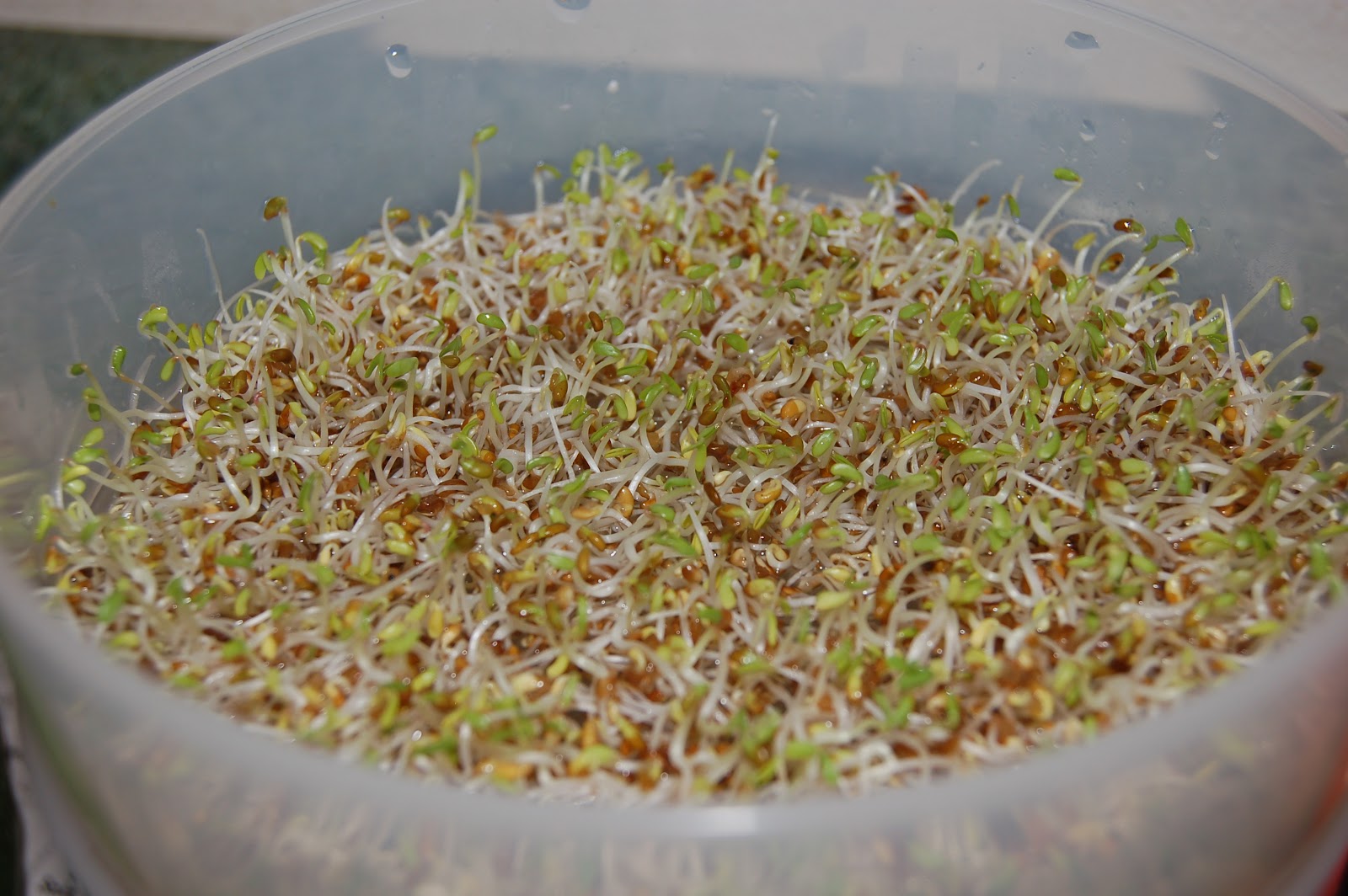 Tiller of Soil: Sprouts - A Micro Indoor Garden