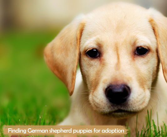 Finding German shepherd puppies for adoption