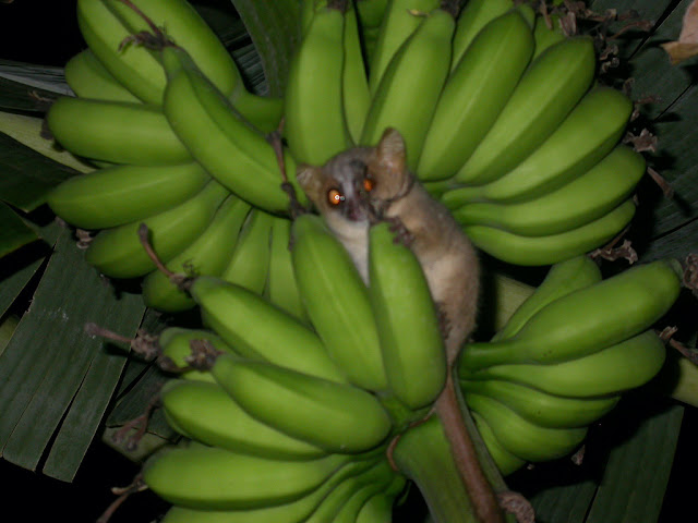 Microcebus ravelobensis Microcebus ravelobensis