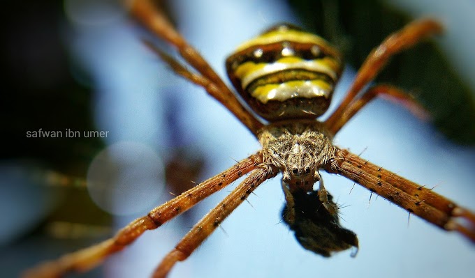 Yellow lined Spider