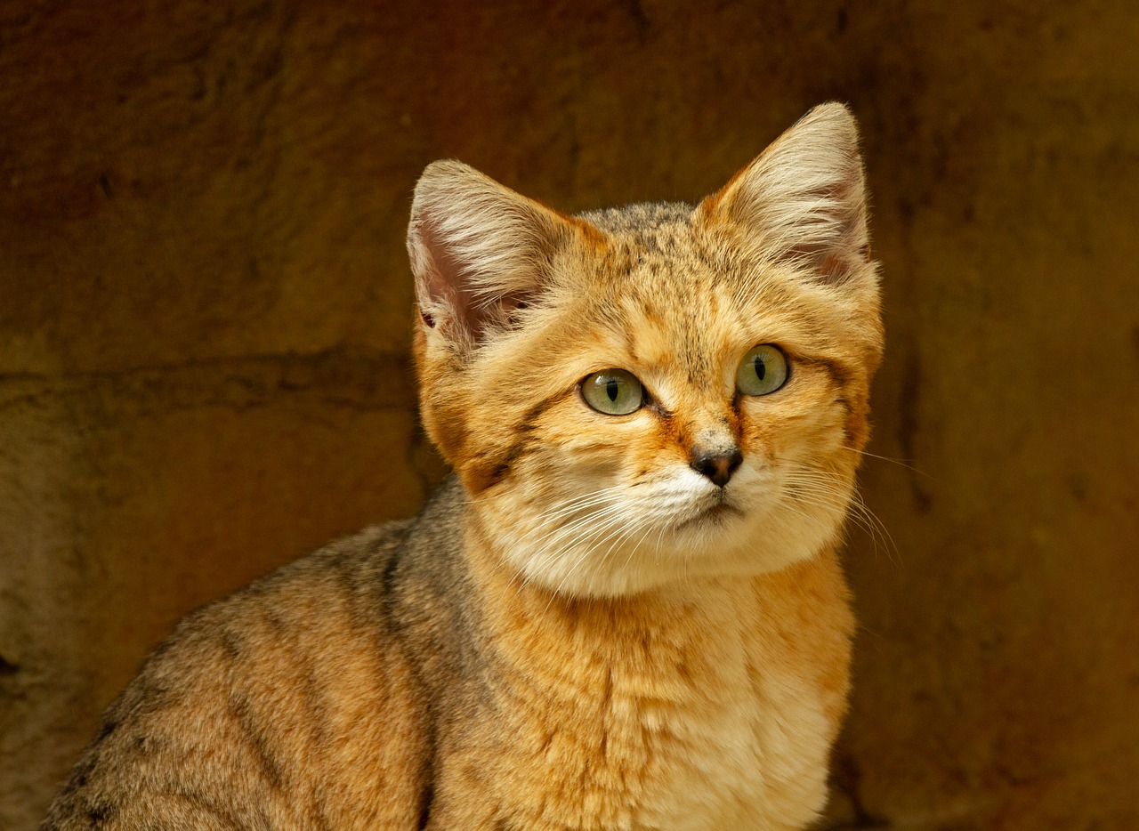 The Cutest Endangered Species Sand Cat