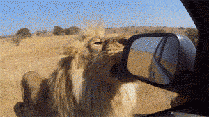 lion-side-mirror.jpg