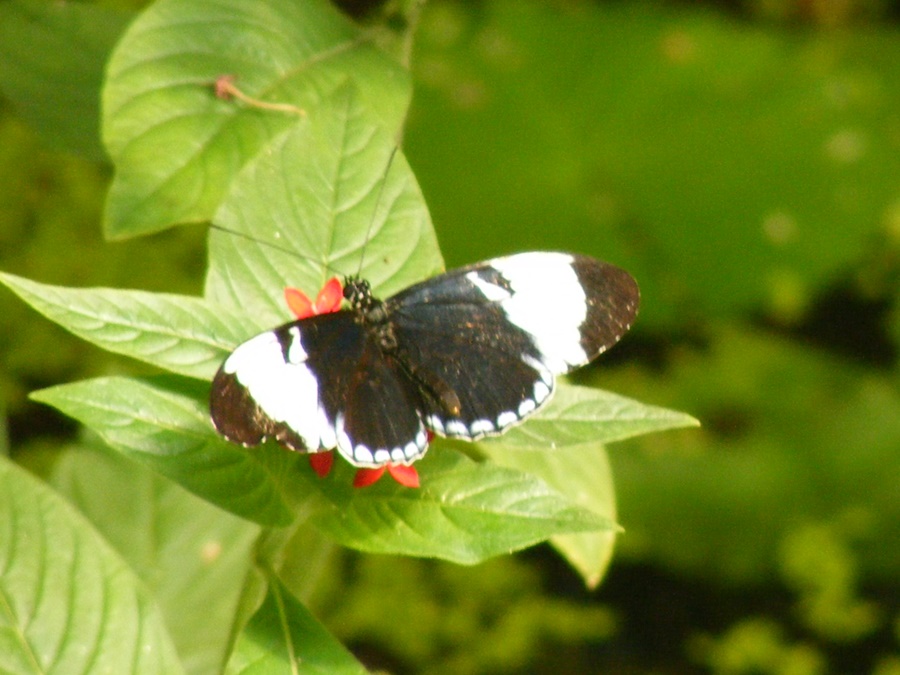 photographing New Zealand Thames Butterfly House