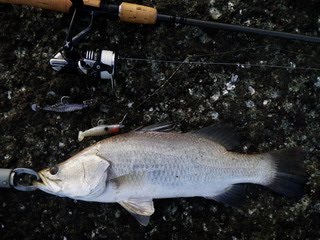 SECRET BARRAMUNDI by Hiro Nakamura: Barramundi 395 HIRO'S DOUBLE BAITS ...