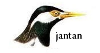 36++ Perbedaan burung jalak suren jantan dan betina anakan terbaru