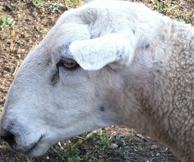 Border Leicester Sheep Origin, Characteristics, Temperament, Wool