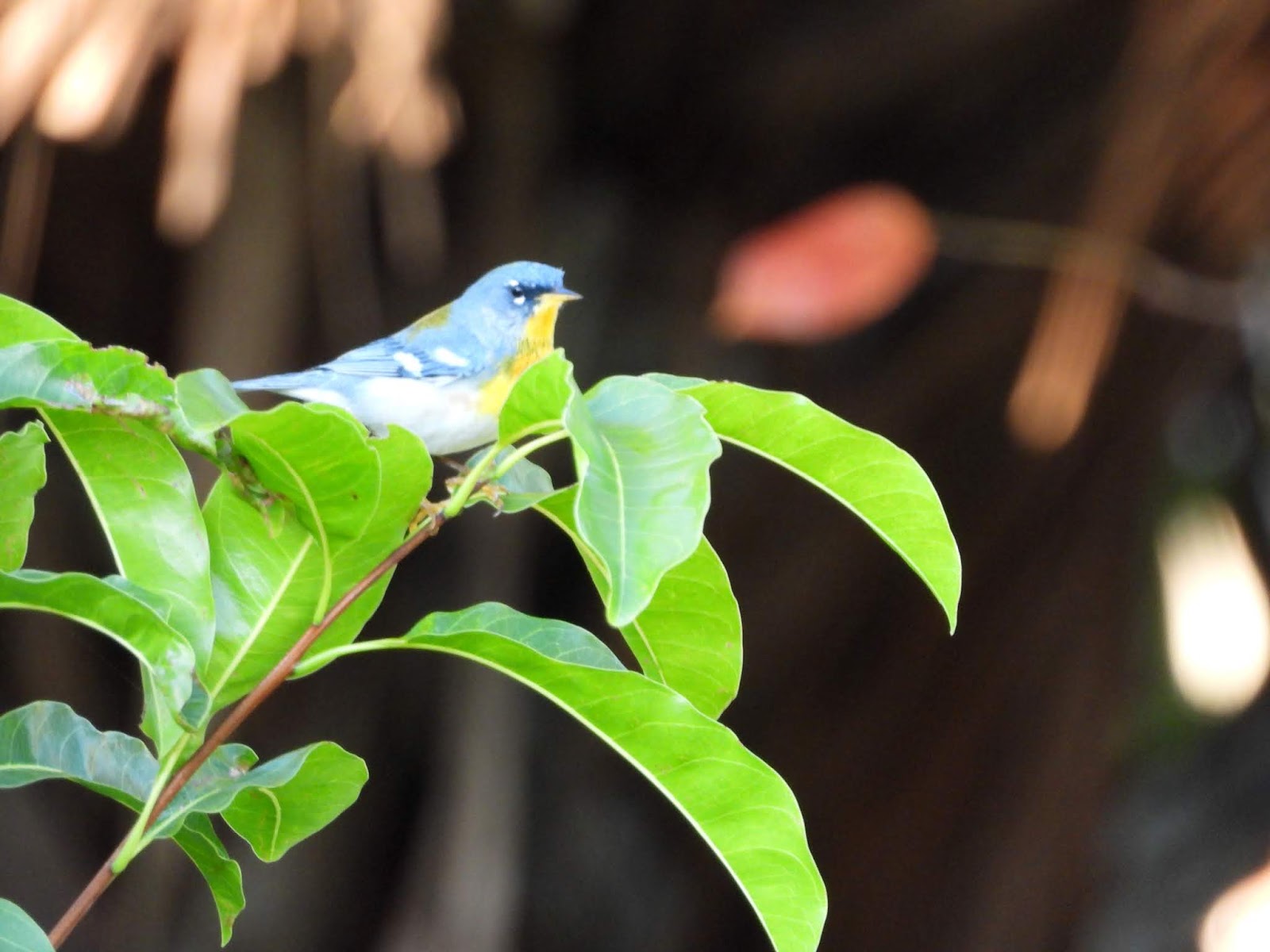 Bird & Travel Photos, Birding Sites, Bird Information FEMALE NORTHERN