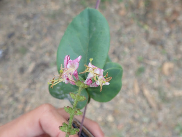 Lonicera hispidula Lonicera hispidula