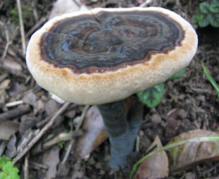 Fungus growing in Puriscal