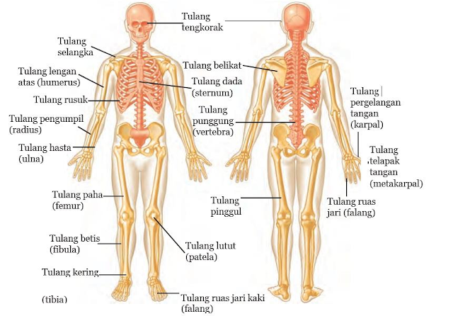 Gambar  .Sistem Rangka Manusia