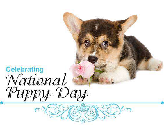 National Puppy Day Wishes pics free download National Puppy Day Wishes pics free download