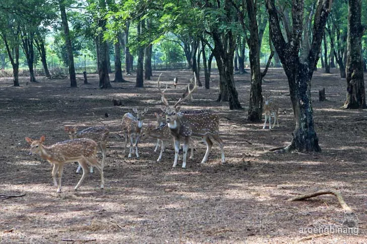 taman buah mekarsari cileungsi bogor