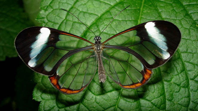 Impresionante Mariposa Transparente Rincon Abstracto