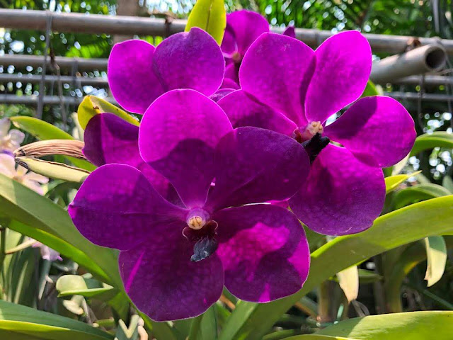 Orquídeas de Chiang Rim - Tailândia