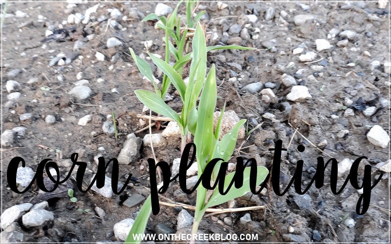 We Planted Corn Tiff W. on the creek blog