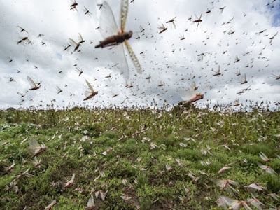 locust attack 2020 locust attack 2020