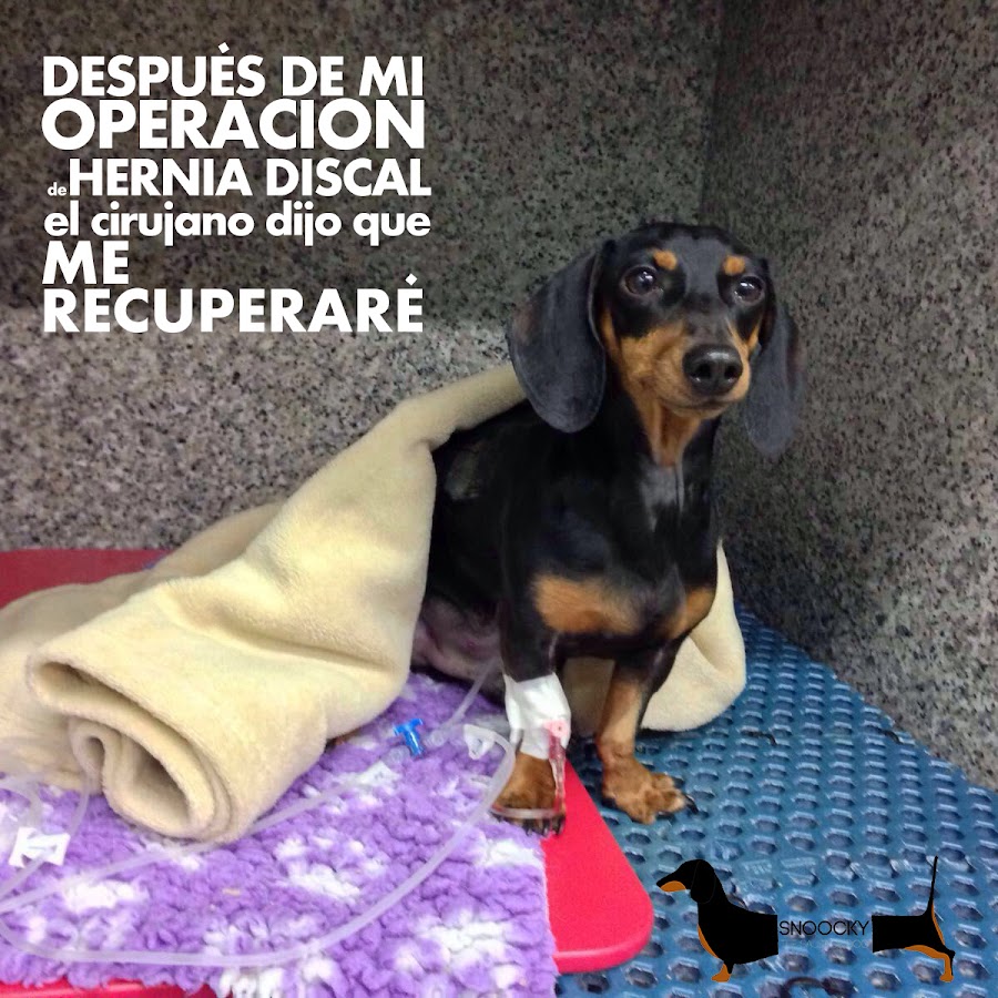 Snoocky-perro-salchicha-hernia-discal-teckel-dachshund-problema-columna-vertebral