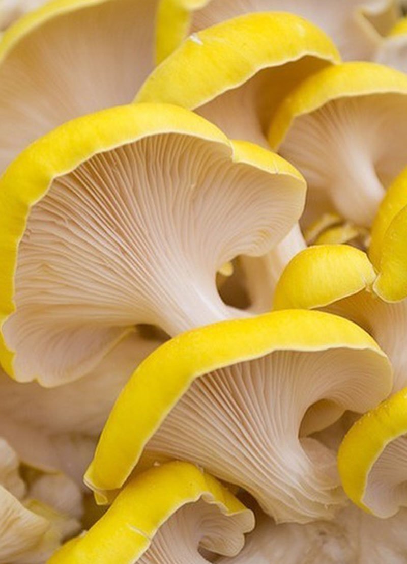 Scope of Mushroom Business in Andaman and Nicobar Island Scope of