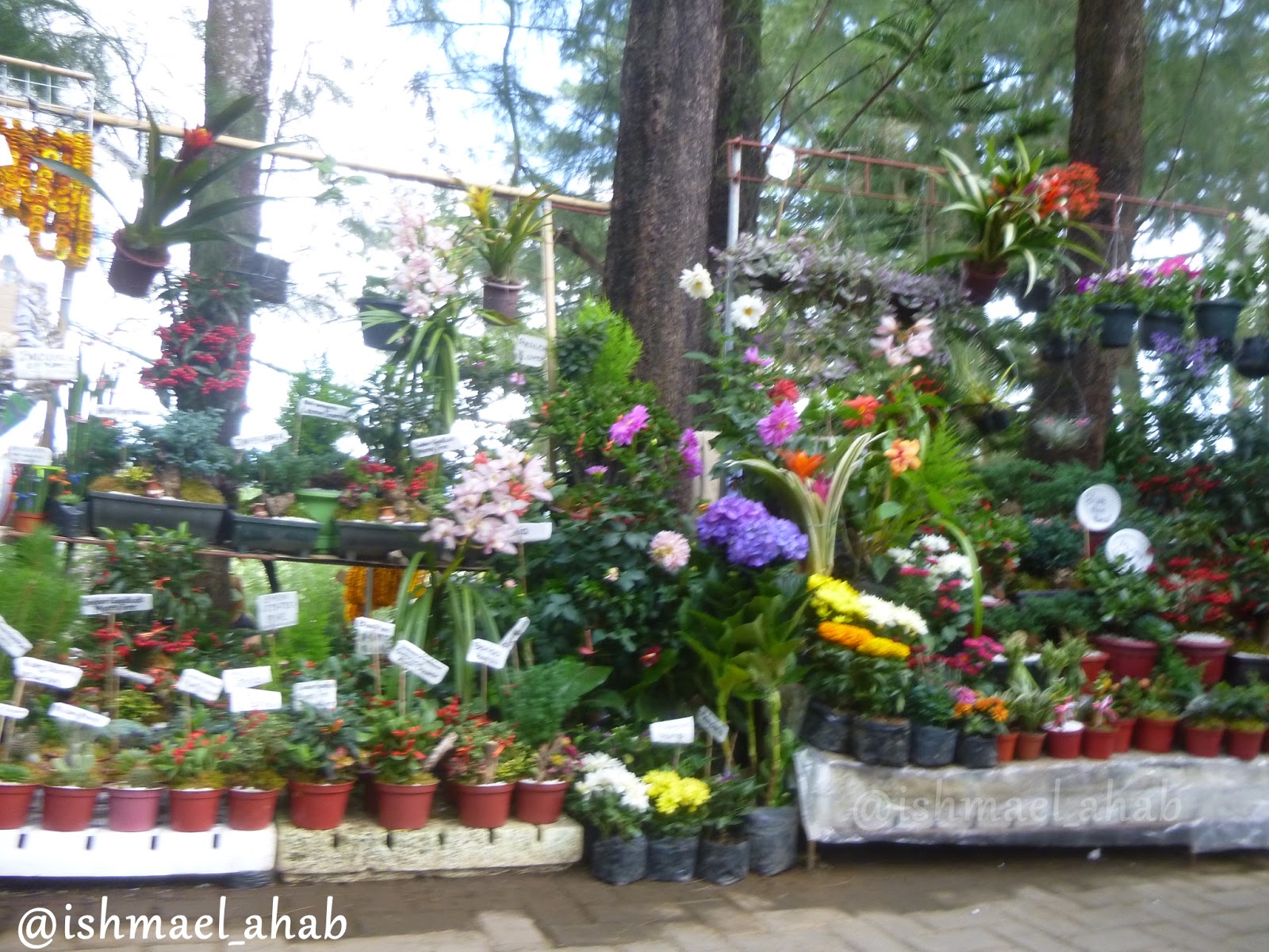 Let's Go to Baguio (Part 6) Underwhelming Experience in Mines View