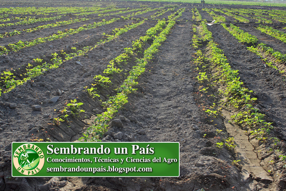 plantación de tomate