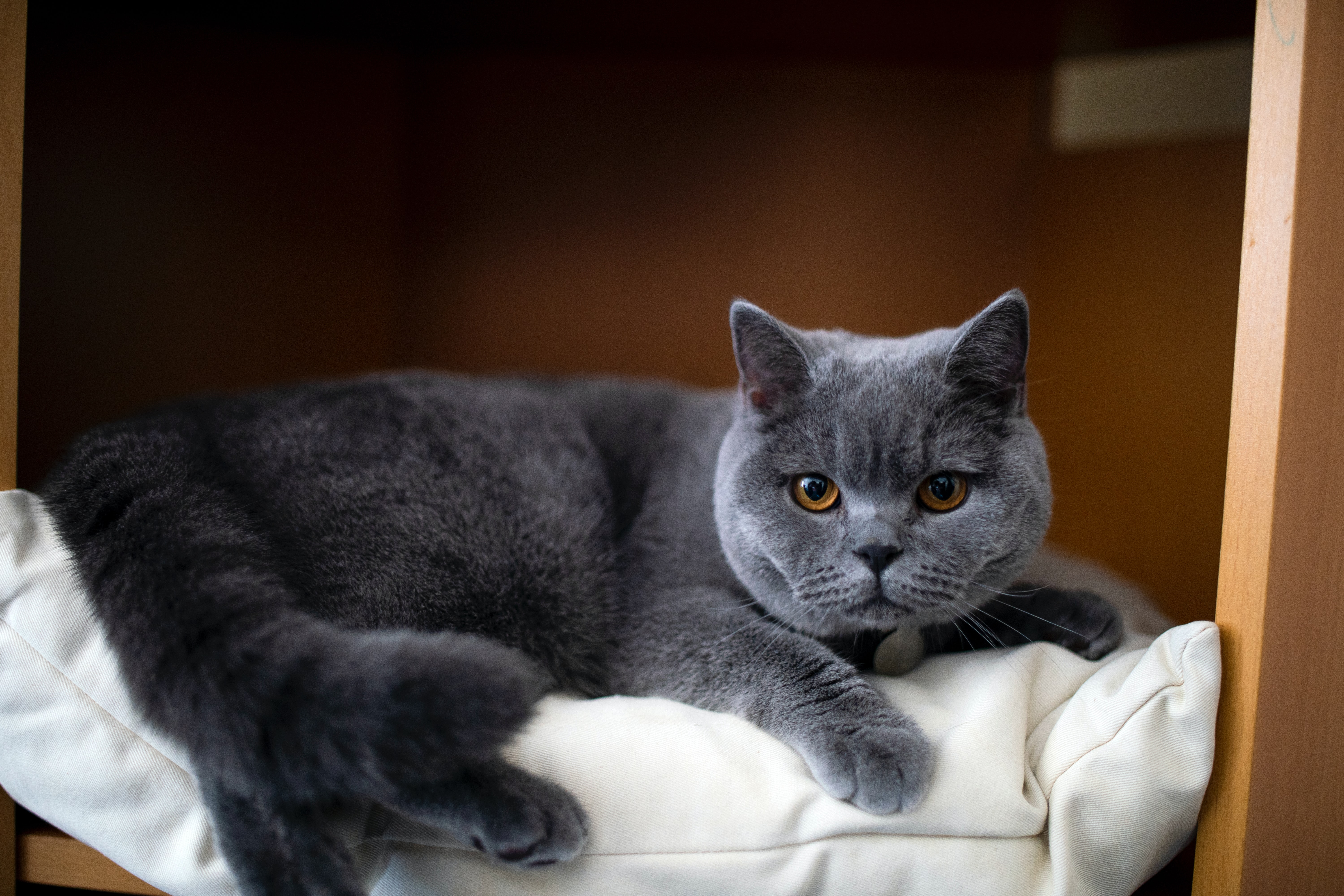 Kucing British Shorthair (Great Britain) | meotuna