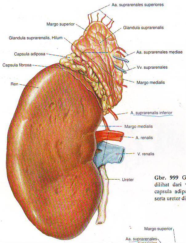 restabilirea funcției de erecție