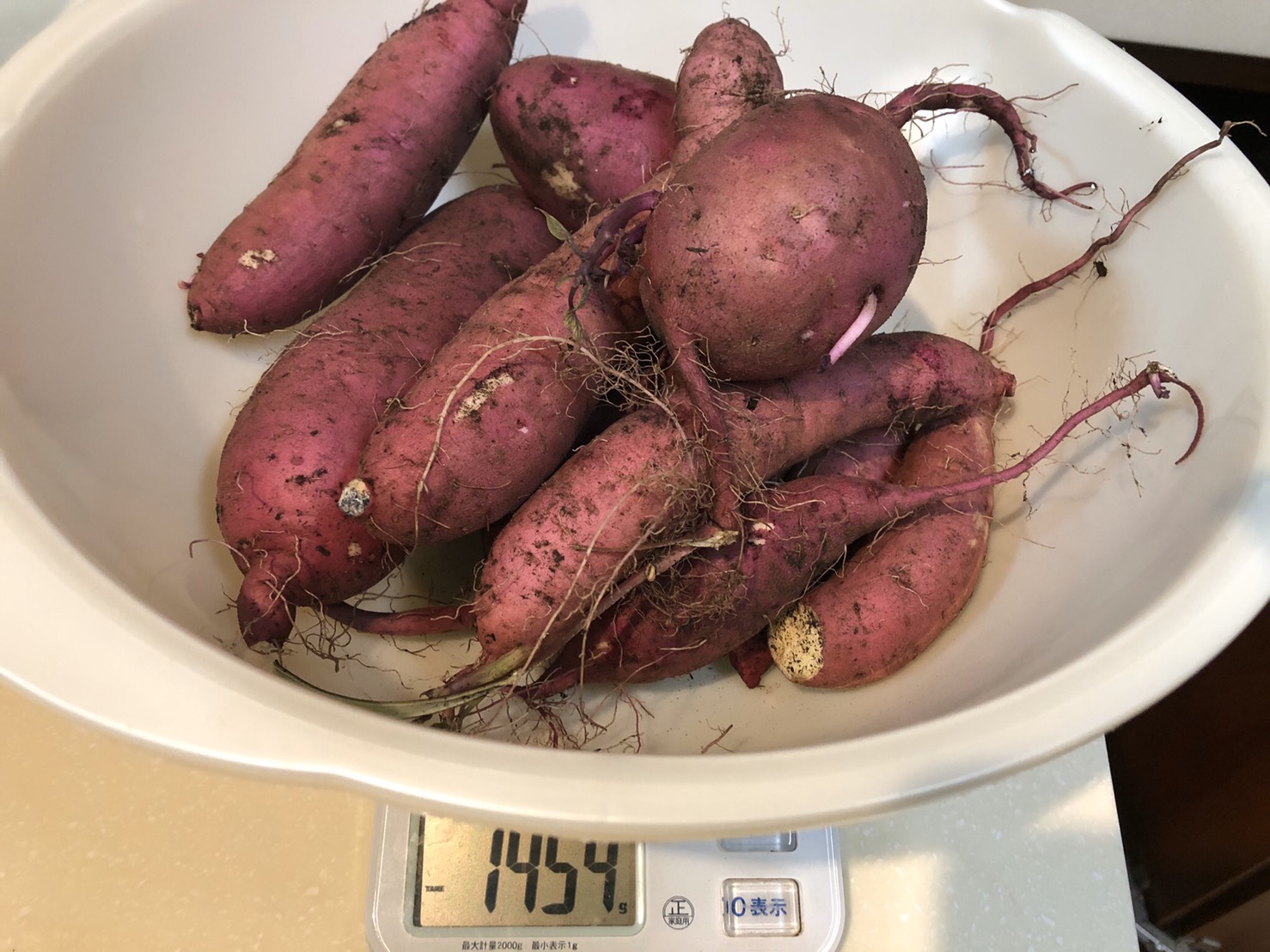 Okinawa Gardener Japanese Sweet Potato (Satsumaimo) Harvesting and Curing