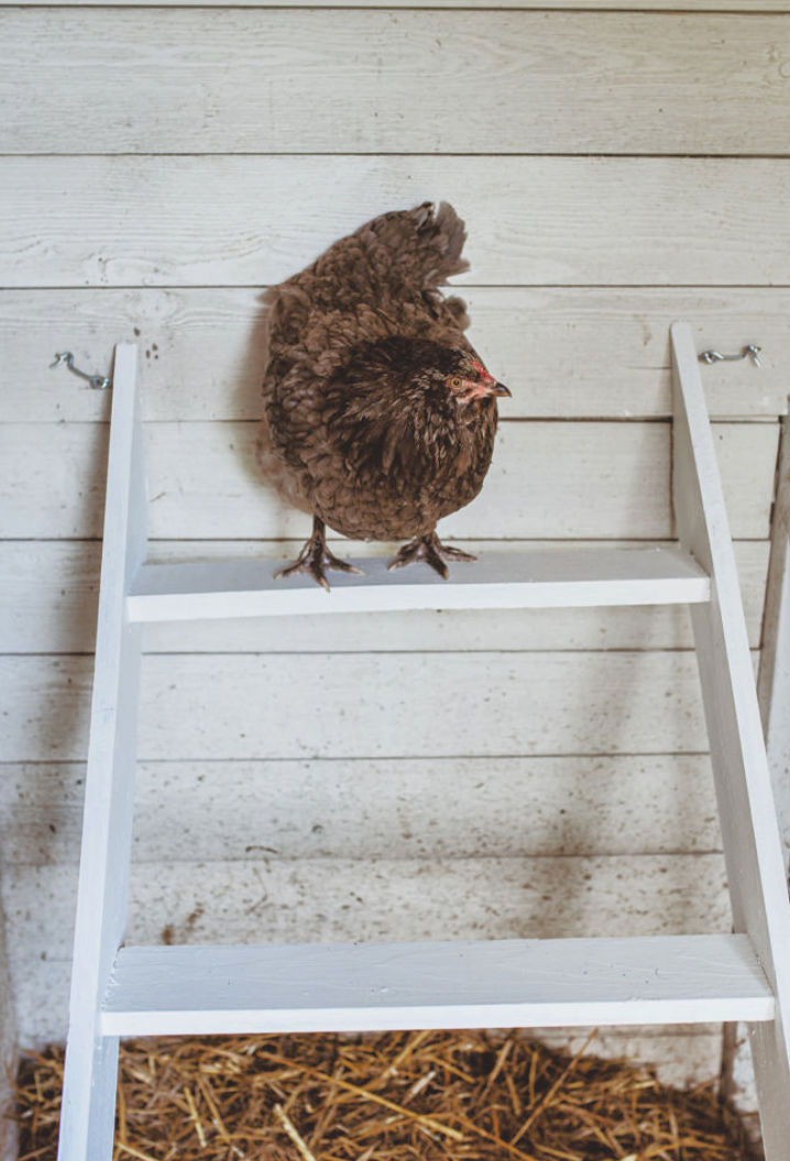 smag Jo da dilemma The Beginners Guide to Raising Backyard Chickens - Fresh Eggs Daily®