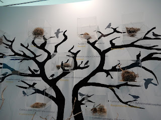 バレンシア自然史博物館(Natural Science Museum of Valencia) 鳥の巣