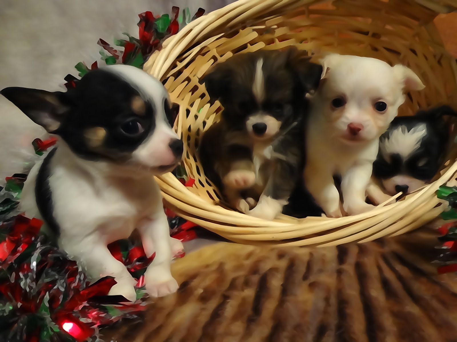 Four Chihuahua puppies 2015