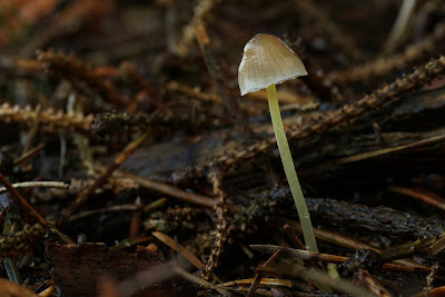 Gulstokket huesvamp Lat: Mycena epipterygia